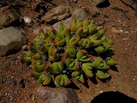 صورة Gibbaeum gibbosum (Haw.) N. E. Br.