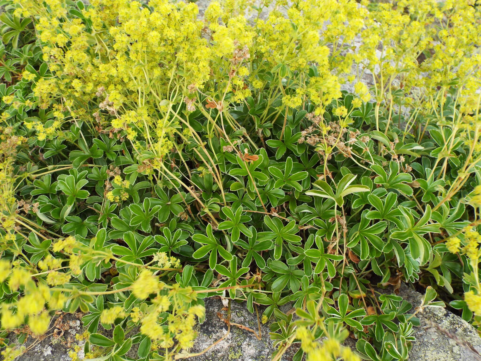 Image of Alchemilla saxatilis Buser