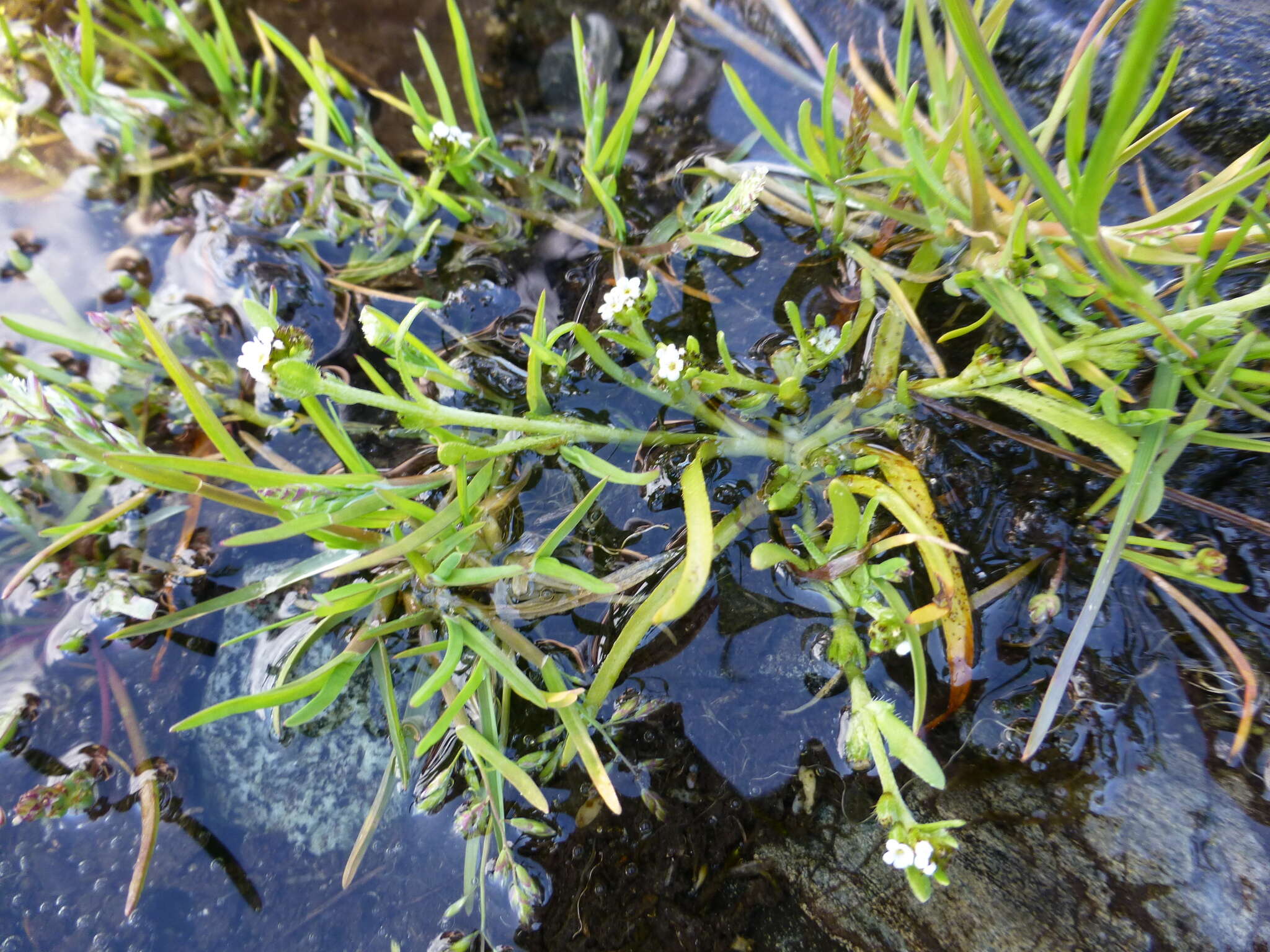 Plancia ëd Plagiobothrys scouleri (Hook. & Arn.) I. M. Johnst.