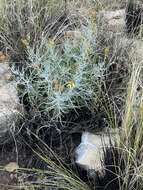 صورة <i>Senecio <i>flaccidus</i></i> var. flaccidus