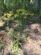 Plancia ëd Euthamia leptocephala (Torr. & A. Gray) Greene