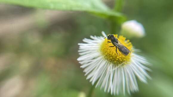 صورة Chelostoma philadelphi (Robertson 1891)