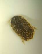 Image of Isopod