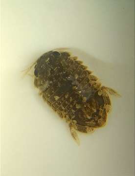 Image of Isopod