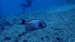 Image of Monrovia Surgeonfish