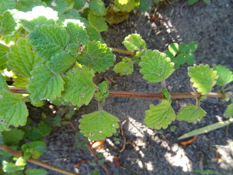 Image of Plectranthus madagascariensis (Pers.) Benth.