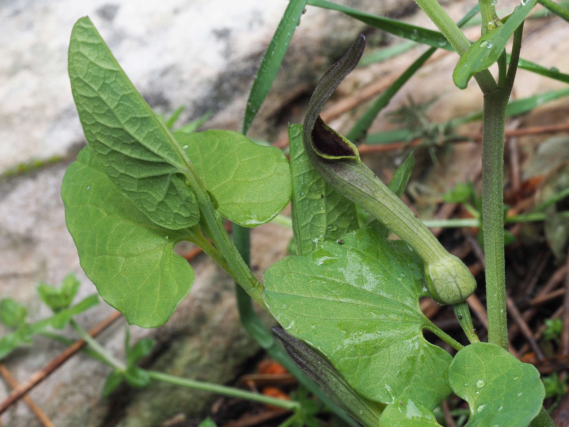 Image of Aristolochia paucinervis Pomel