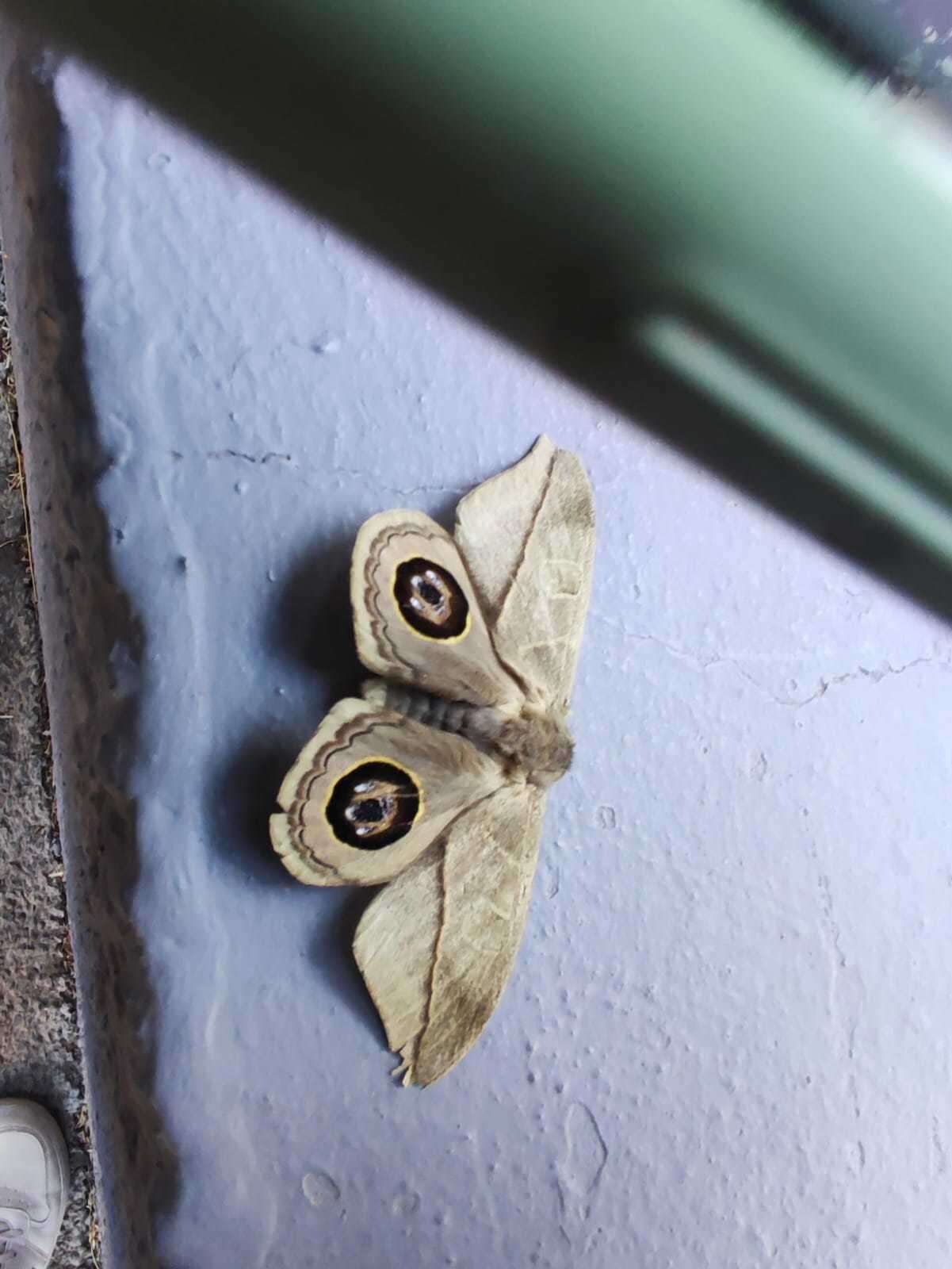 Image of Leucanella contempta (Lemaire 1967)