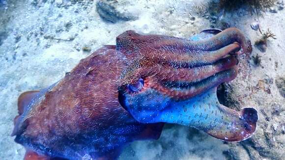 Image of Giant Australian Cuttlefish