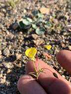 Image of Kern River evening primrose