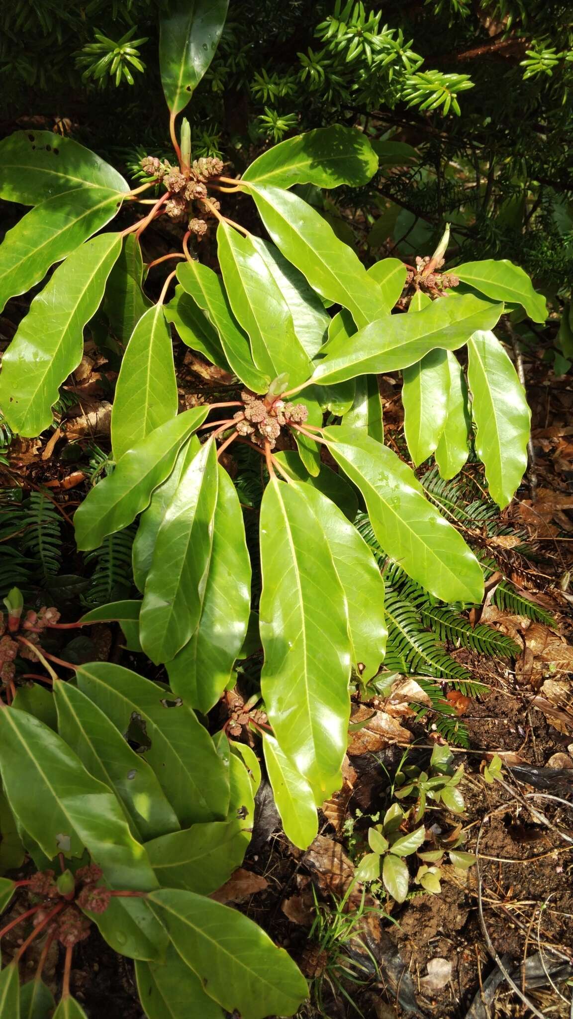 Image of Daphniphyllum macropodum Miq.