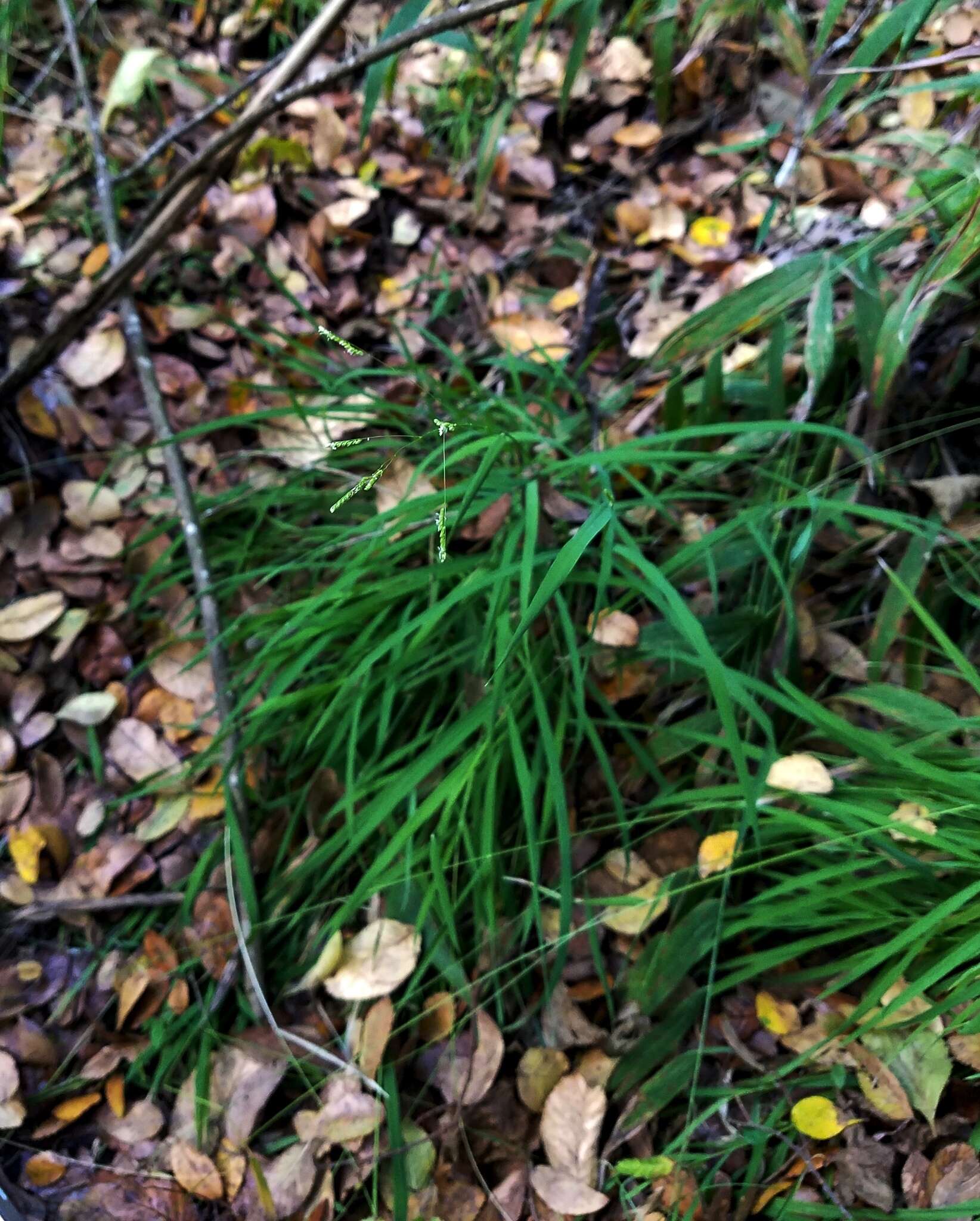 Image of bunch cutgrass