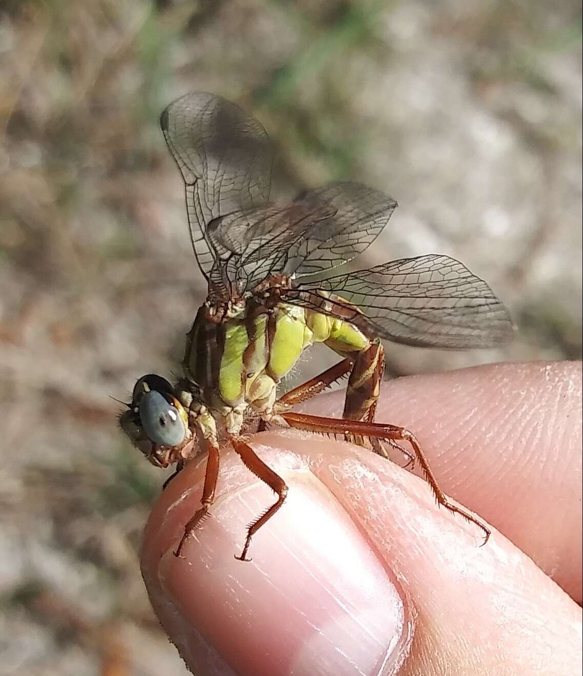 Image of Phanogomphus cavillaris (Needham 1902)