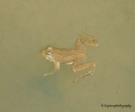 Image of Indian Skipper Frog