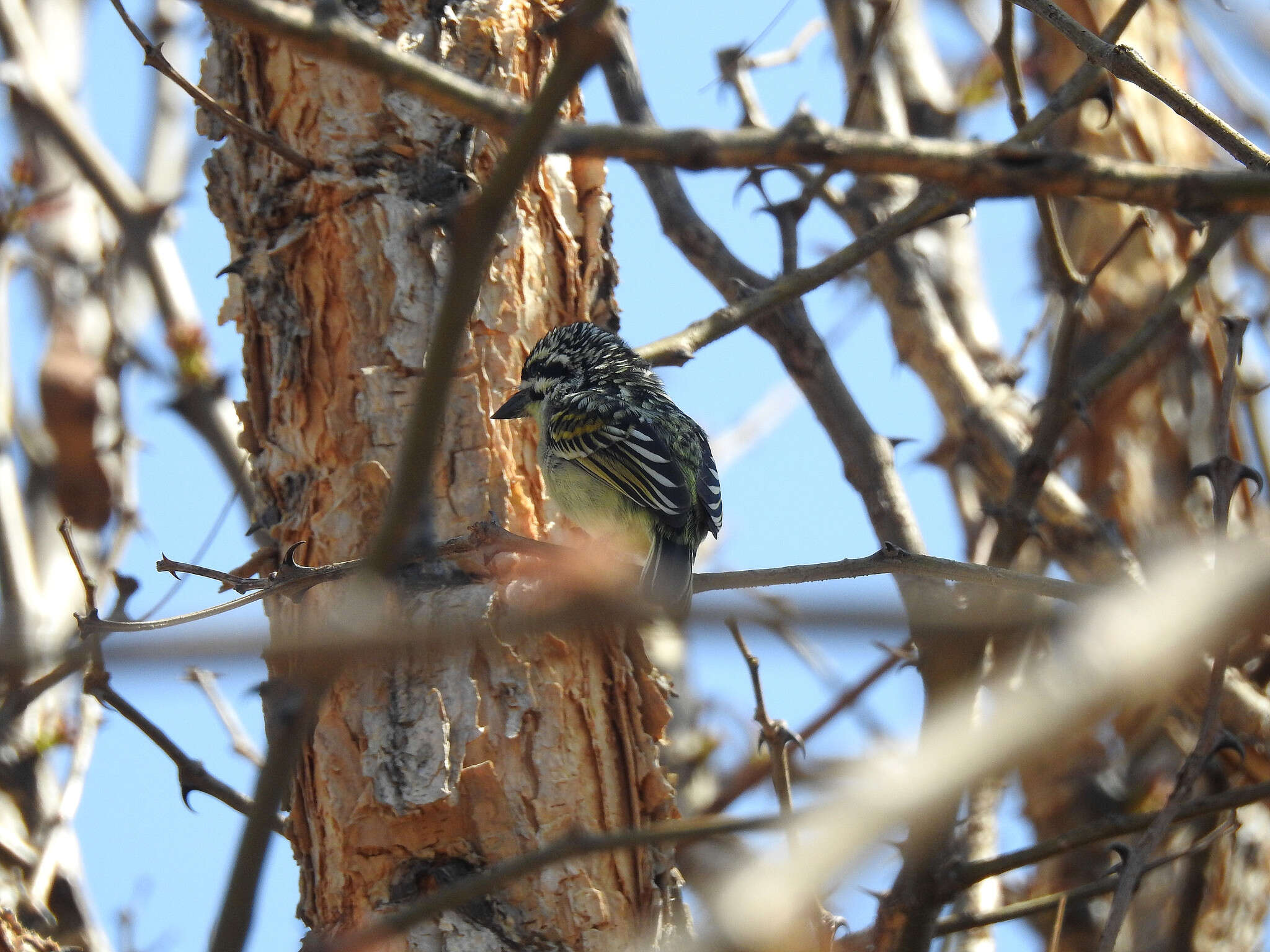 Image of Yellow-fronted Tinkerbird