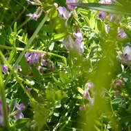 Astragalus bodinii Sheldon的圖片