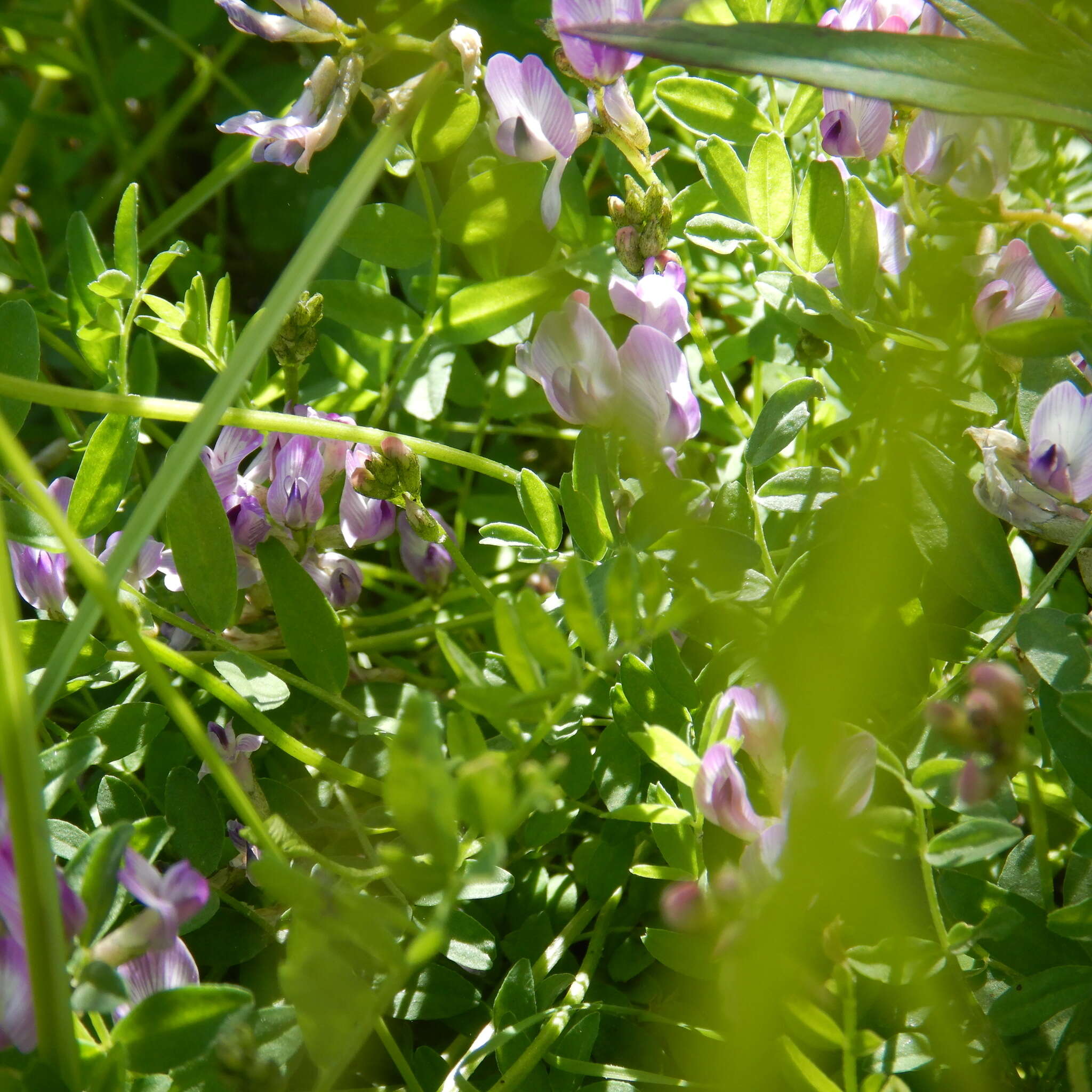 Image of Bodin's Milk-Vetch