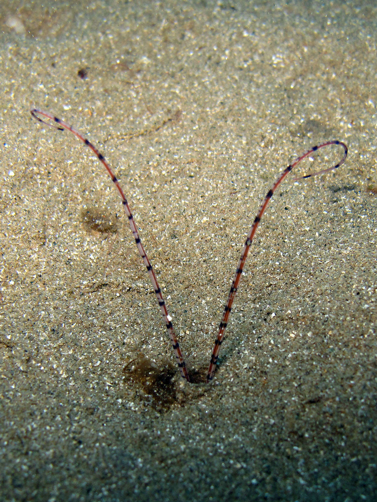 Image of Mesochaetopterus rogeri Martin, Gil, Carreras-Carbonell & Bhaud 2008