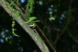 Imagem de Gastrochilus retrocallus (Hayata) Hayata