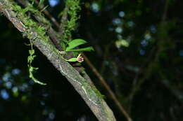 Image of Gastrochilus retrocallus (Hayata) Hayata