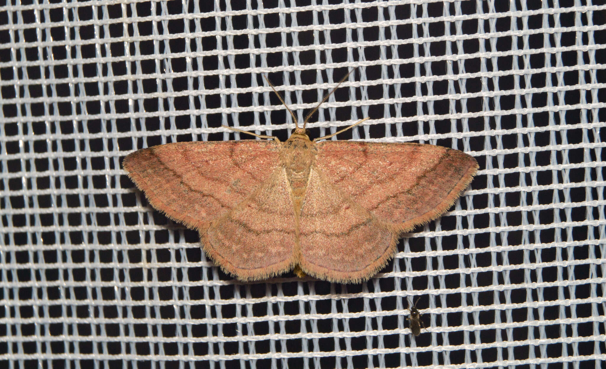 Image of tawny wave