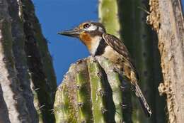 Image of Hypnelus Cabanis & Heine 1863