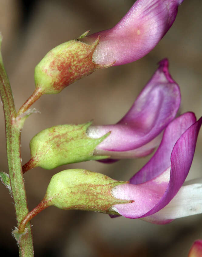 Image of Astragalus oophorus var. oophorus