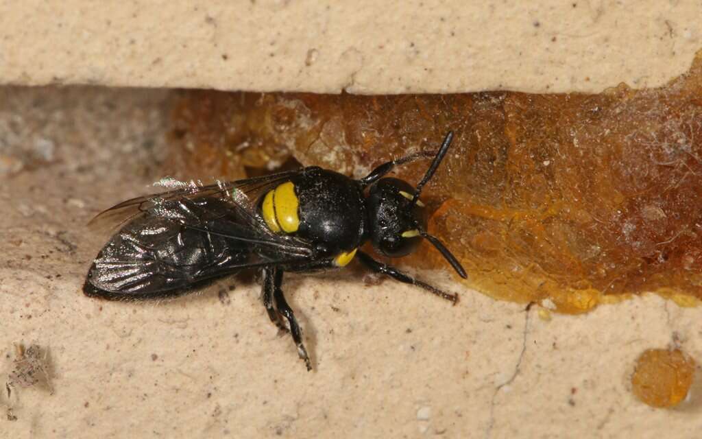 Imagem de Hylaeus nubilosus (Smith 1853)