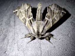 Image of Pudefacted Apatelodes Moth