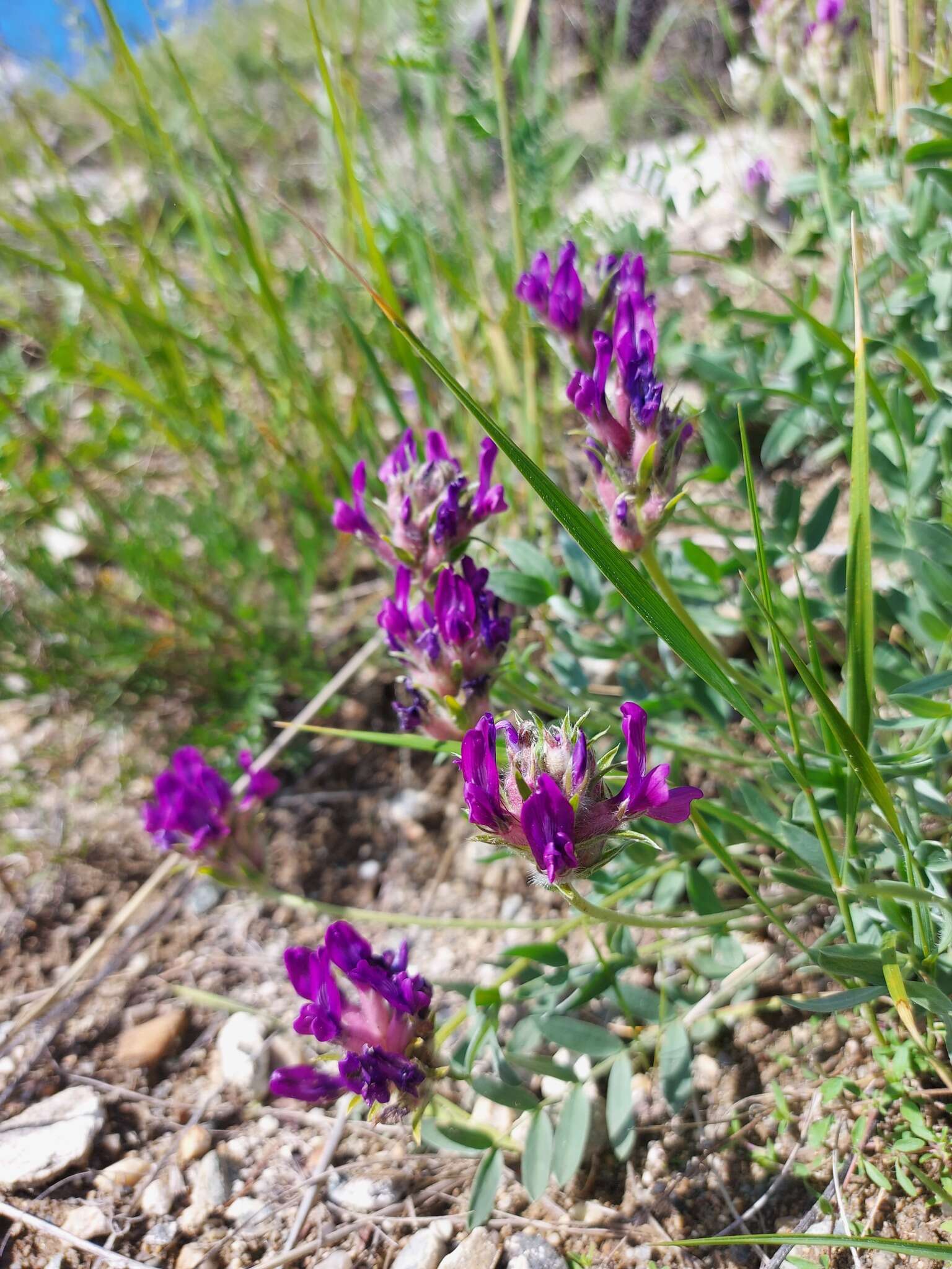 Image de Oxytropis nitens Turcz.