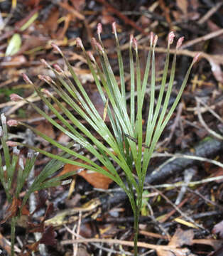 Imagem de Schizaea dichotoma (L.) Sm.