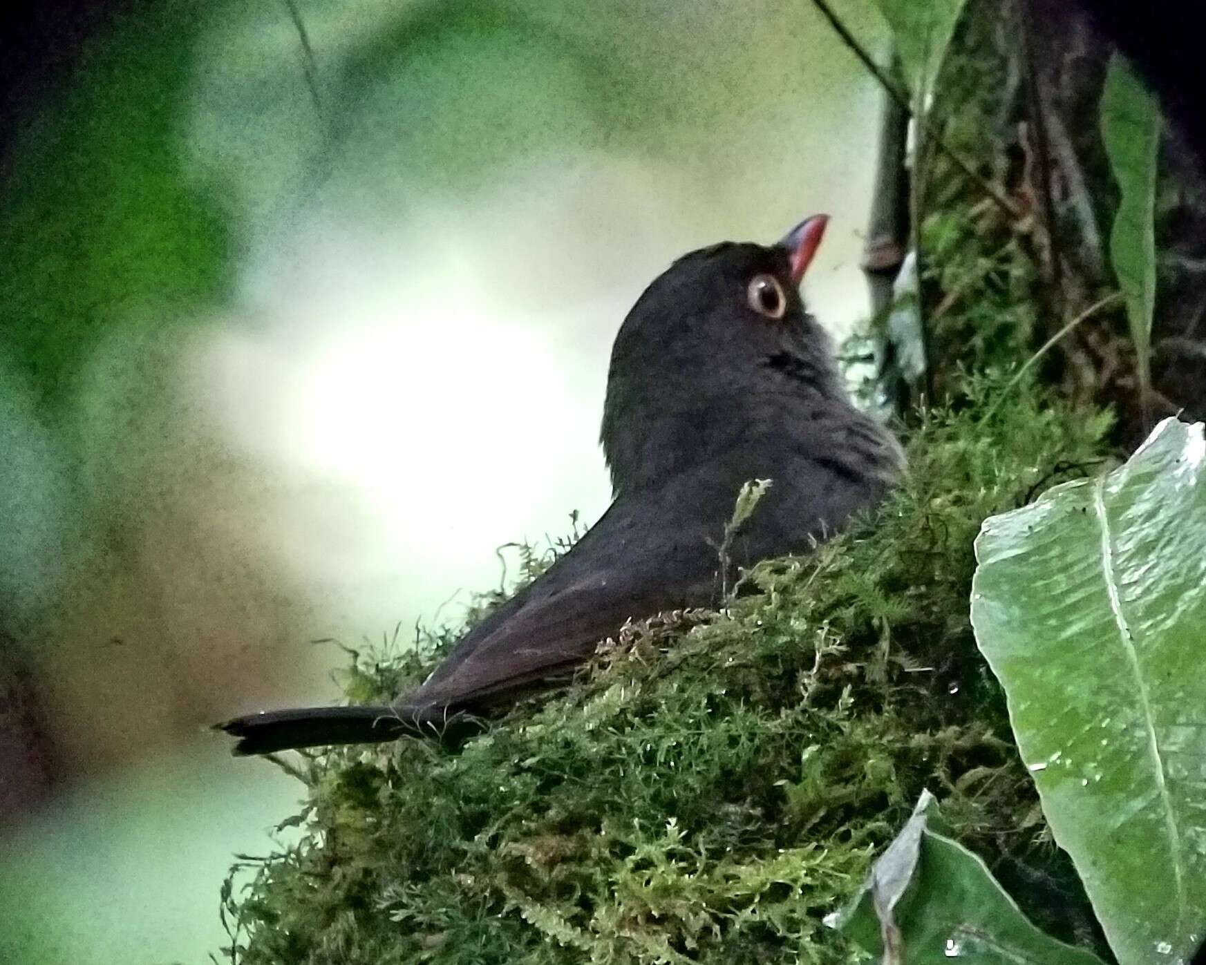 Image of Slaty-backed Nightingale-Thrush