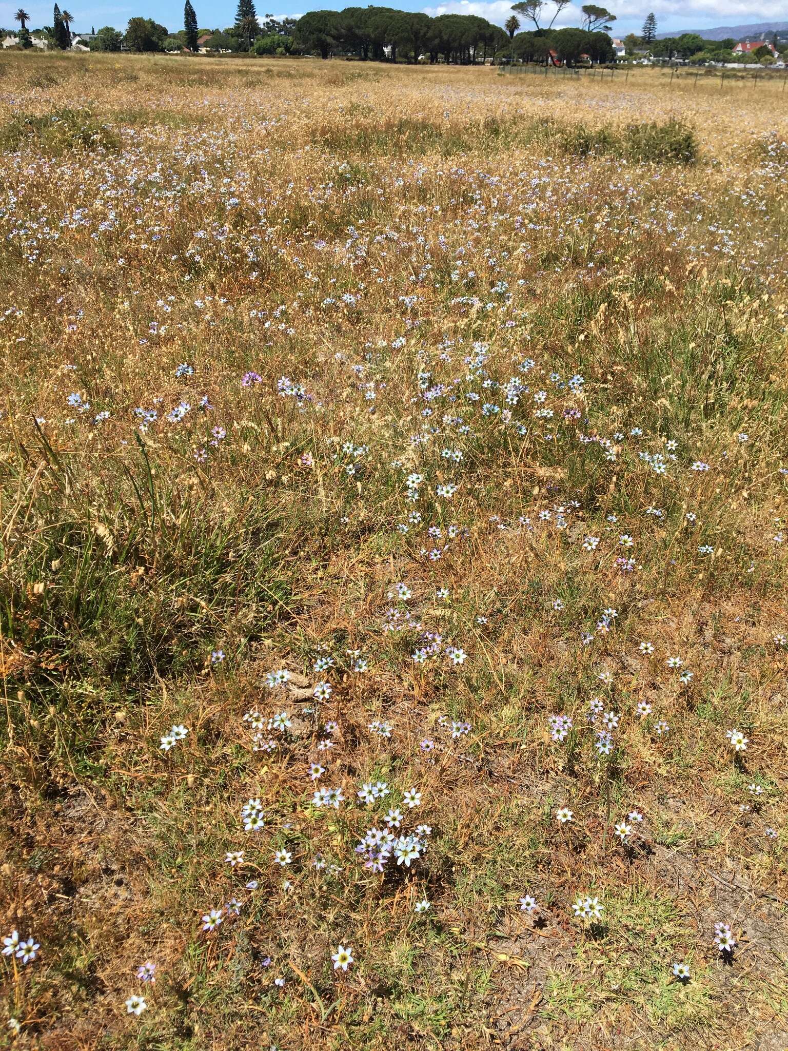 Image of Ixia monadelpha D. Delaroche