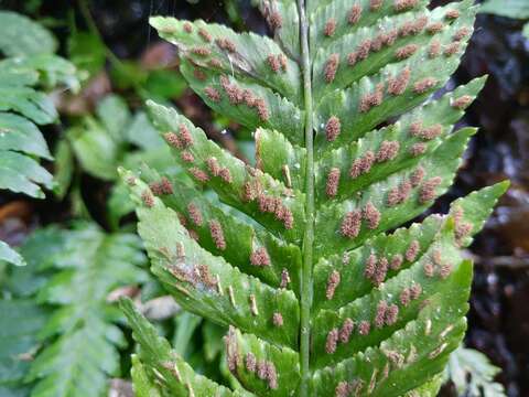 Image of Hymenasplenium obscurum (Bl.) Tag.