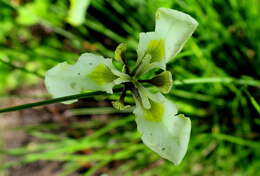 Moraea tricuspidata (L. fil.) G. J. Lewis resmi