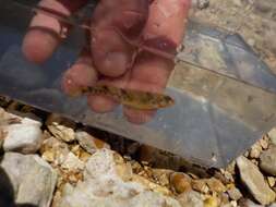 Image of Missouri saddled darter