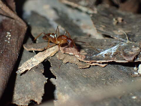 Image of Camponotus sexpunctatus Forel 1894