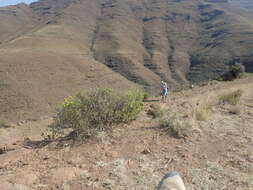 Image of Oedera acerosa (DC.) N. G. Bergh