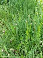 Image of Hornemann's Willowherb