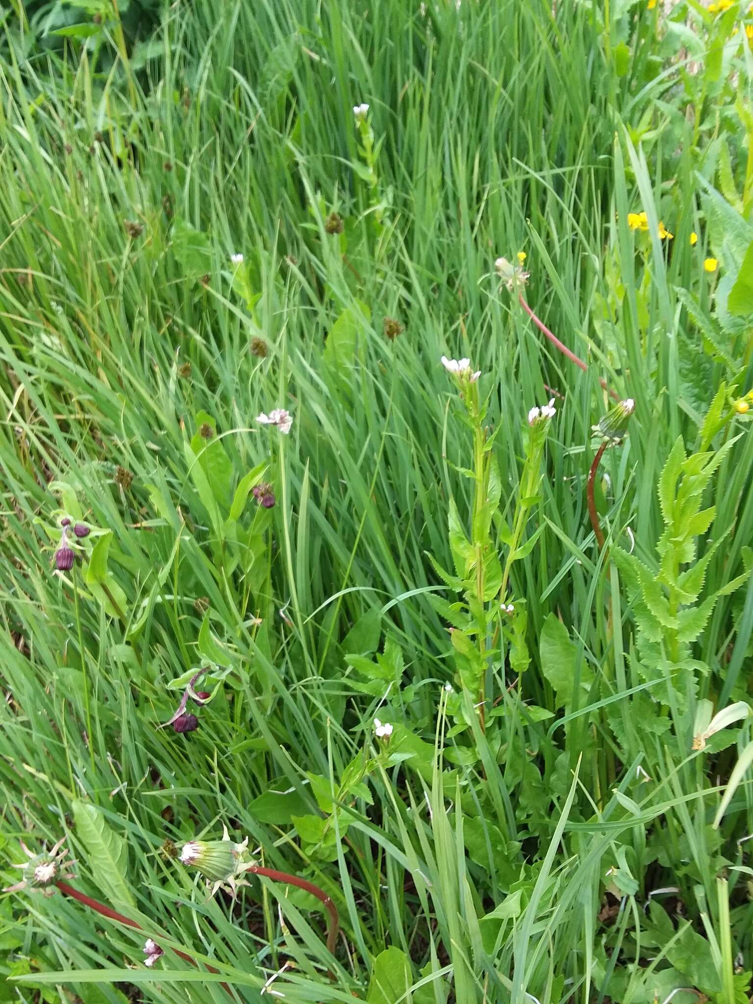 Image of Hornemann's Willowherb