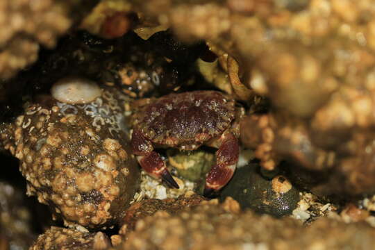 Imagem de Glebocarcinus oregonensis (Dana 1852)