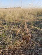 Image of umbrella grass