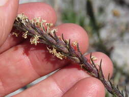 Image of Fringe Falseslugwort