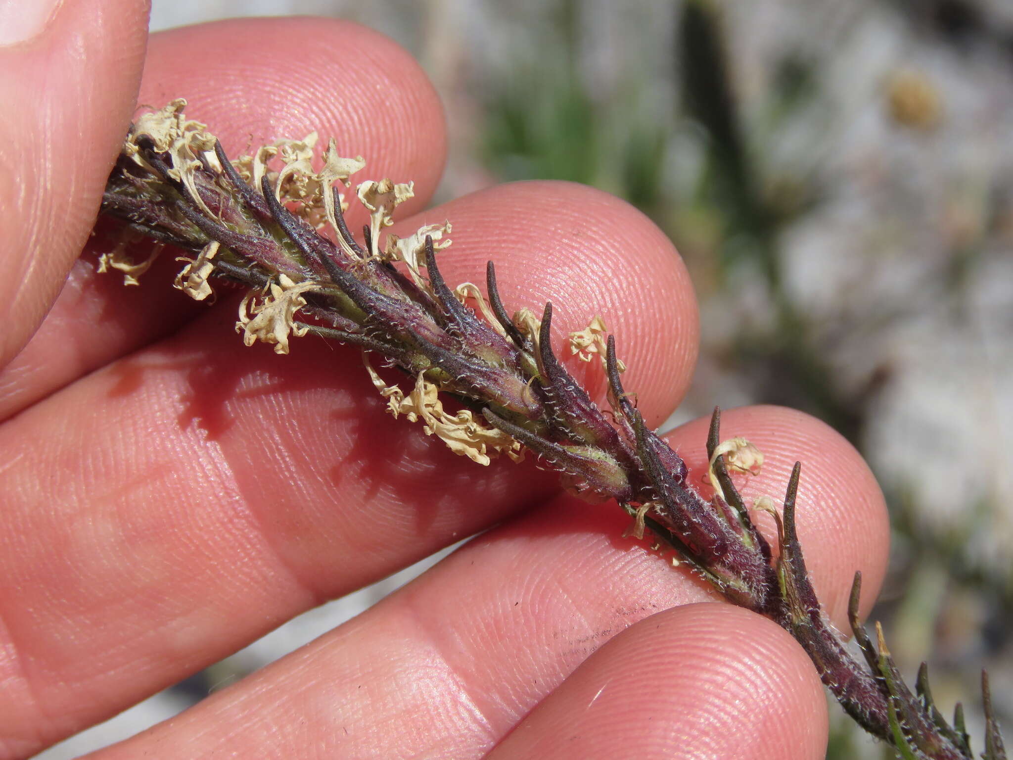 Image of Fringe Falseslugwort
