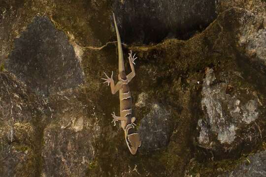 Слика од Cyrtodactylus australotitiwangsaensis Grismer, Wood Jr, Quah, Anuar, Muin, Sumontha, Ahmad, Bauer, Wangkulangkul, Grismer & Pauwels 2012