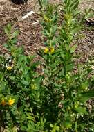 Image of shrubby yellowcrest