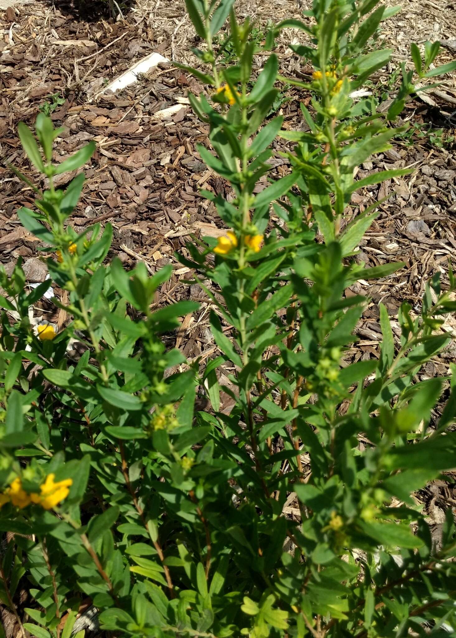 Image of shrubby yellowcrest