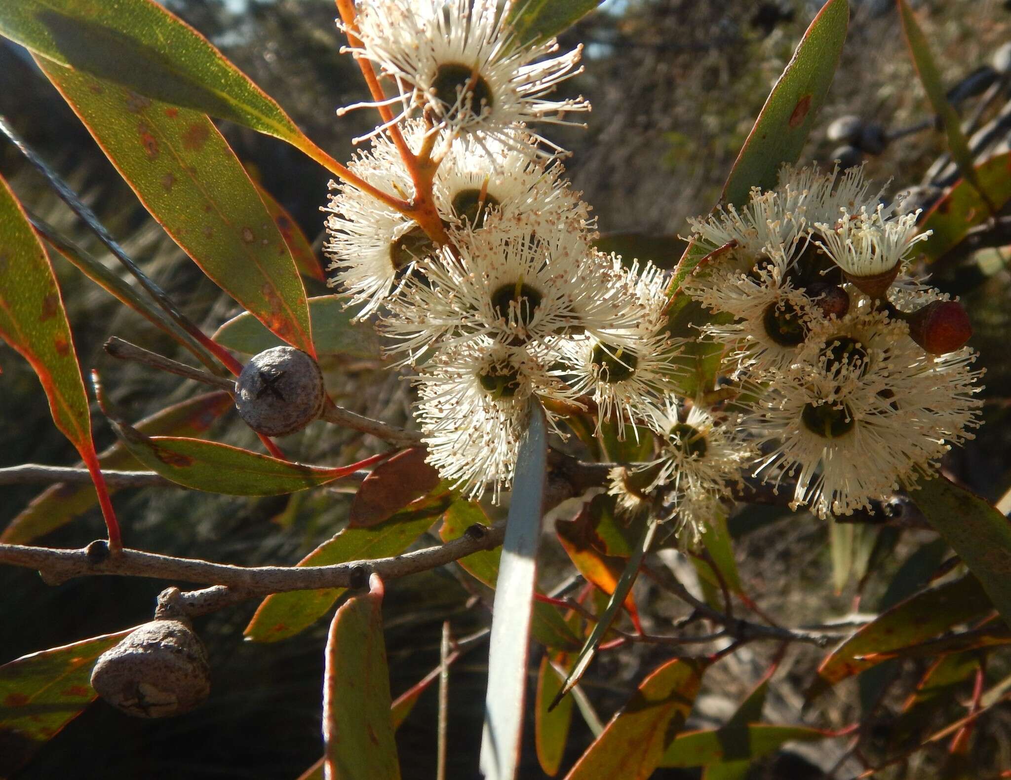 Image of Coastal White Mallee