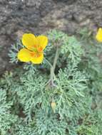 Imagem de Eschscholzia ramosa (Greene) Greene