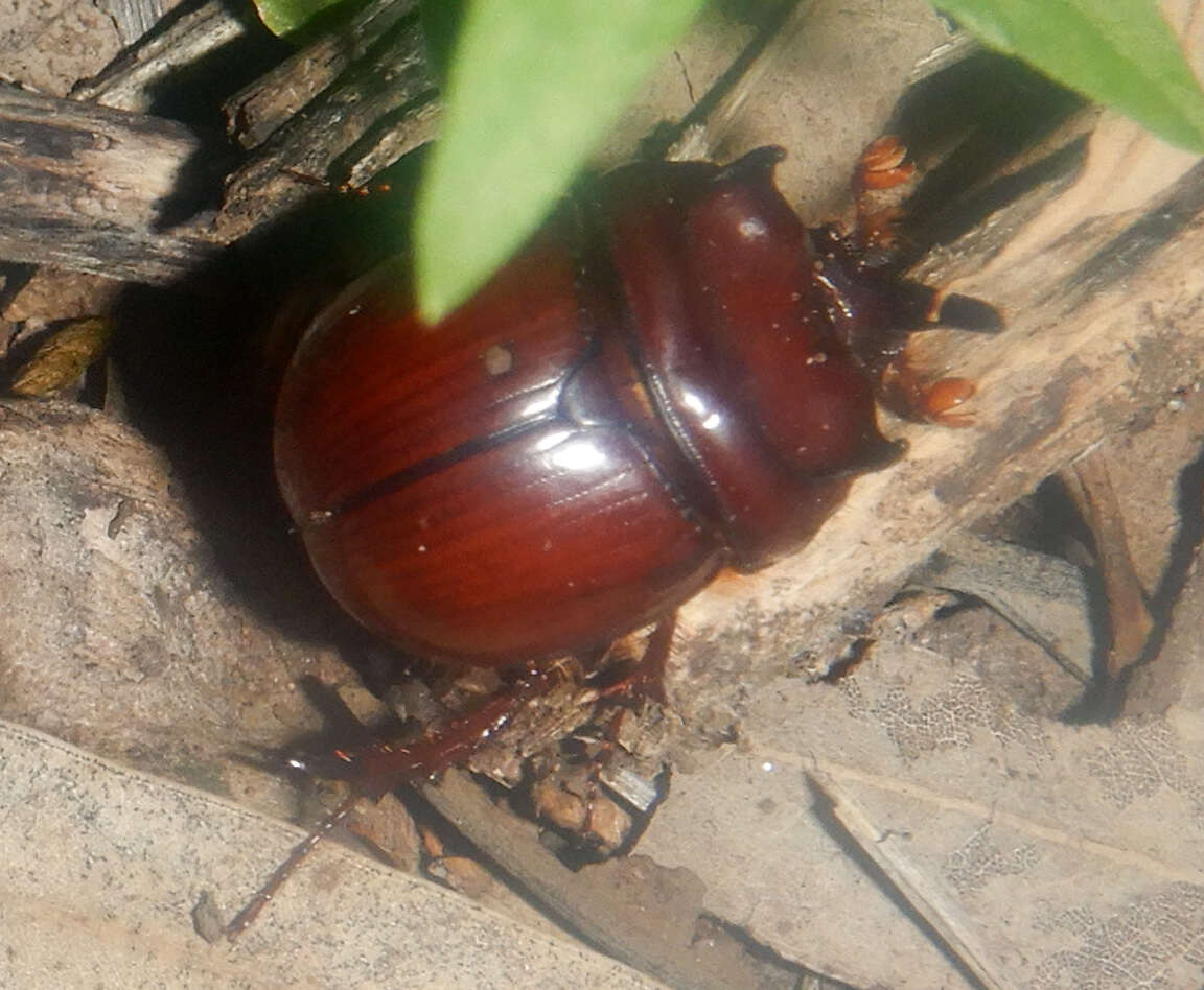 Image of Blackburnium cornutum (MacLeay 1888)